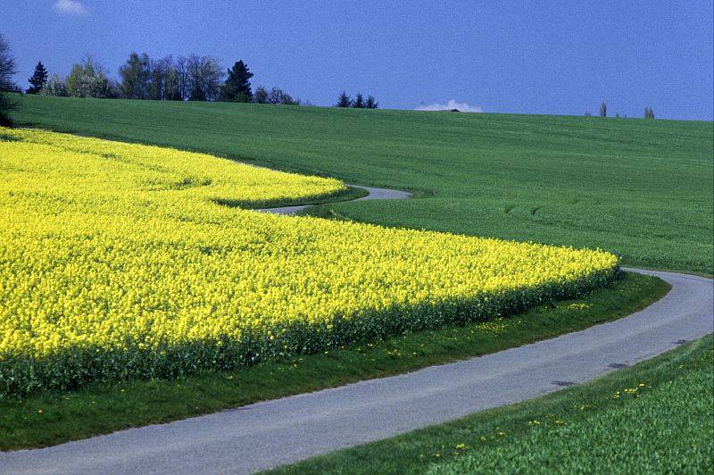 La Celle Les Bordes au Printemps
