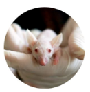 souris